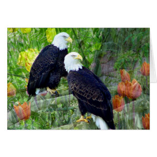 Bald Eagles