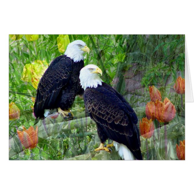 Bald Eagles (Vorderseite (Horizontal))
