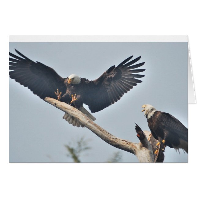 Bald Eagles (Vorderseite (Horizontal))