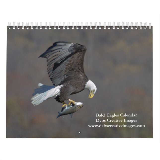 Bald Eagles 2026 Kalender (Titelbild)
