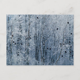 Bald Eagles (Haliaeetus leucocephalus) at the Postkarte