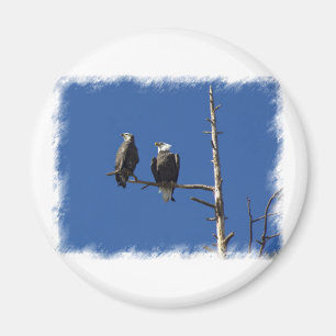 Bald Eagles Magnet
