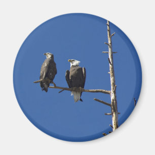 Bald Eagles Magnet