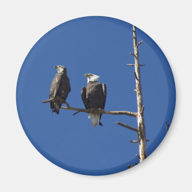 Bald Eagles Magnet (Vorne)