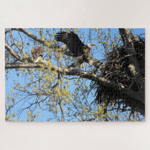 Bald Eagles Nesting Puzzle