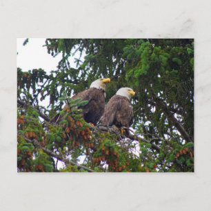 Bald Eagles Postcard Postkarte