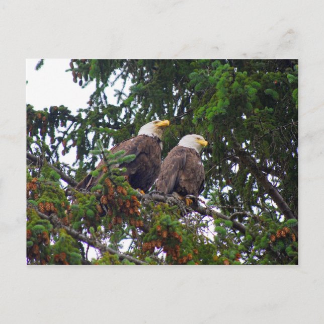 Bald Eagles Postcard Postkarte (Vorderseite)