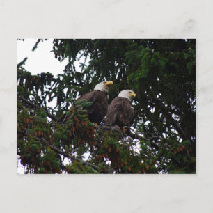Bald Eagles Postcard Postkarte