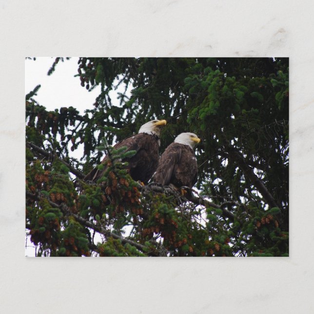 Bald Eagles Postcard Postkarte (Vorderseite)