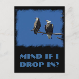 Bald Eagles Postkarte