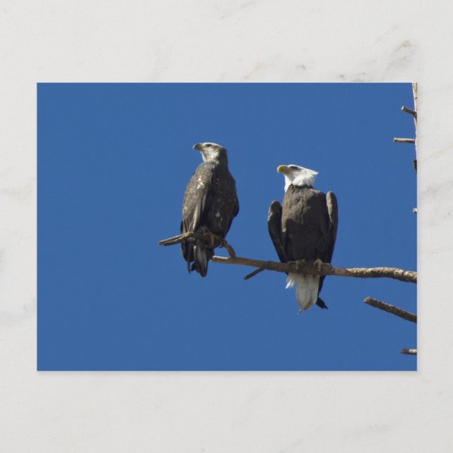 Bald Eagles Postkarte (Vorderseite)