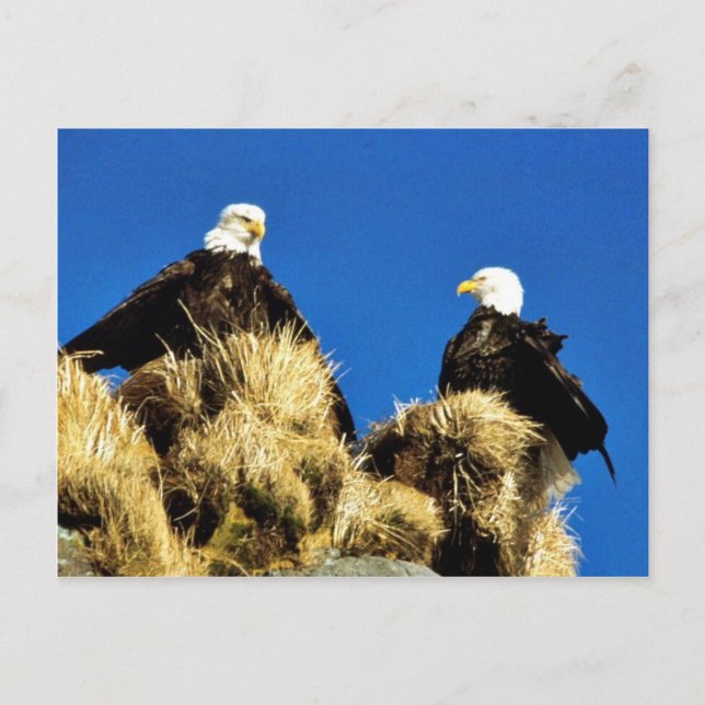 Bald Eagles Postkarte (Vorderseite)