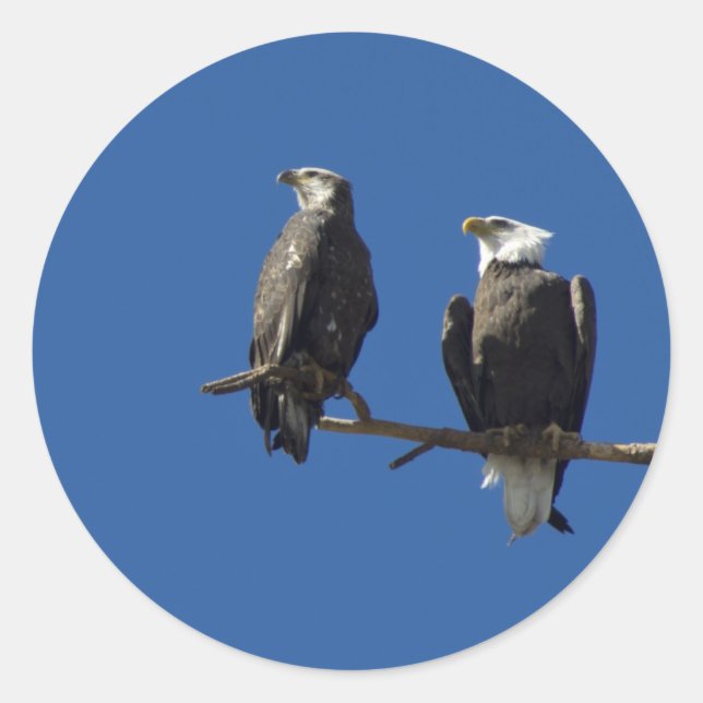 Bald Eagles Runder Aufkleber (Vorderseite)