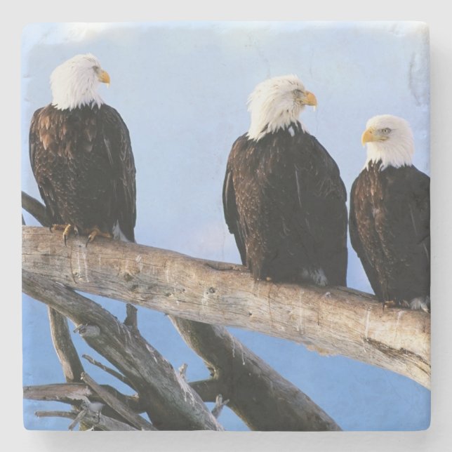 Bald Eagles Stone Untersetzer (Vorderseite)