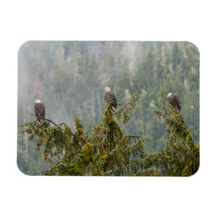 Bald Eagles   Tongass National Forest Alaska Magnet