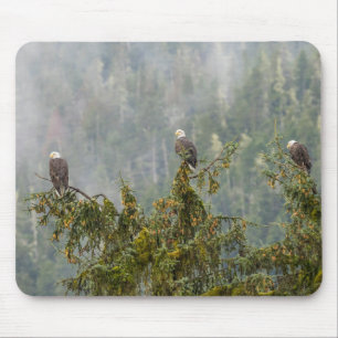 Bald Eagles Tongass National Forest Alaska Mousepad