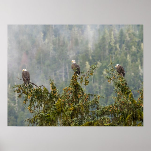 Bald Eagles | Tongass National Forest Alaska Poster (Vorne)