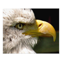 BALD EGELN