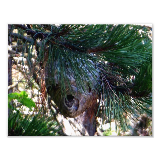 Bald Face Hornets Nest Fotodruck (Vorne)