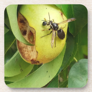 Bald gegenüber Hornet essen eine Birne Untersetzer