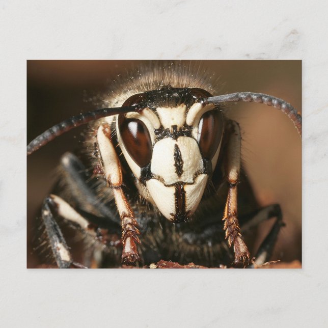 Bald-Gesichtshornet Postkarte (Vorderseite)