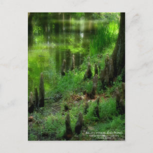 Bald-Zypresse und Teich: Postkarte