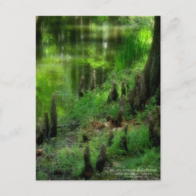 Bald-Zypresse und Teich: Postkarte (Vorderseite)