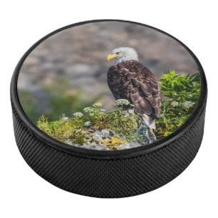 Baldadler auf dem Felsen Eishockey Puck