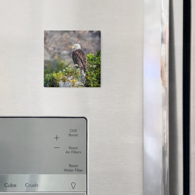 Baldadler auf dem Felsenmagneten Magnet (In Situ (Kühlschrank))