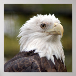 Baldeagle10x10 Poster