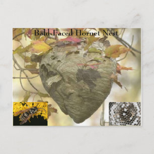 Baldkopfnest Postkarte