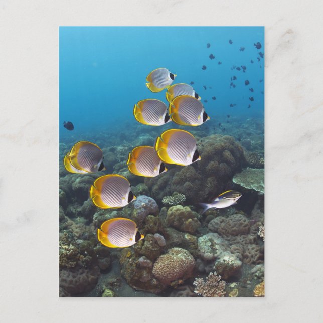 Bali, Indonesien Postkarte (Vorderseite)