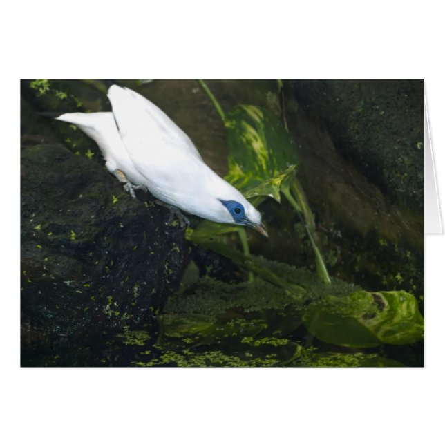 Bali Myna (Vorderseite (Horizontal))
