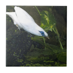 Bali Myna Fliese