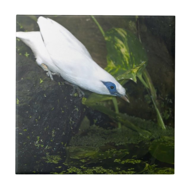 Bali Myna Fliese (Vorderseite)