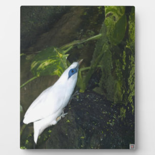 Bali-Myna Fotoplatte