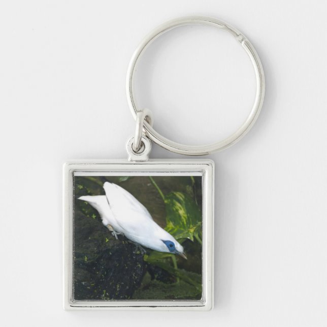 Bali Myna Schlüsselanhänger (Vorne)