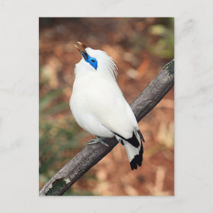 Bali Mynah Bird Foto Postcard Postkarte