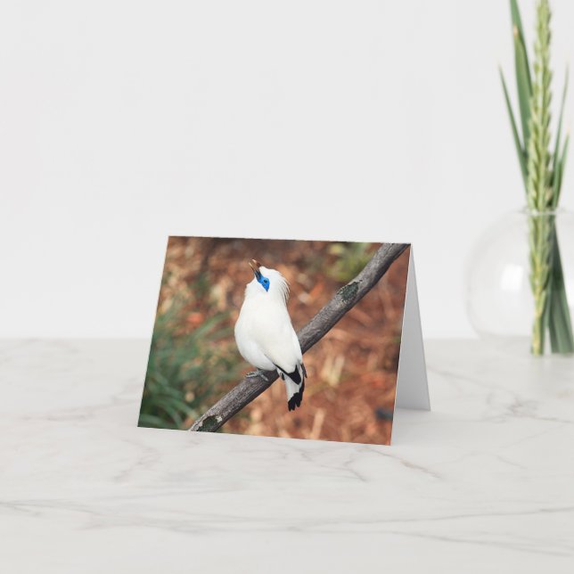 Bali Mynah Foto Faltkarte (Vorderseite)