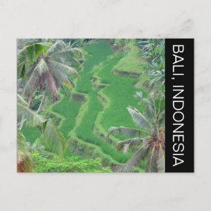 Bali-Reis-Terrassen Postkarte