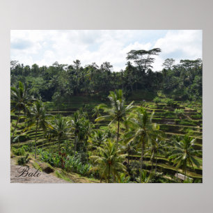 Bali Ubud Rice Terrace Poster