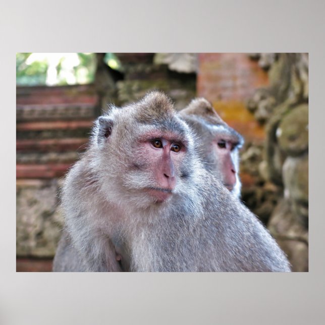 Balinese Macaque Poster (Vorne)