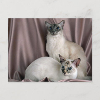 balinesisch, blau tabby point und Siegel tortie po Postkarte