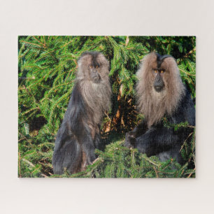 Balinesische Langschwanzmakaken. Puzzle
