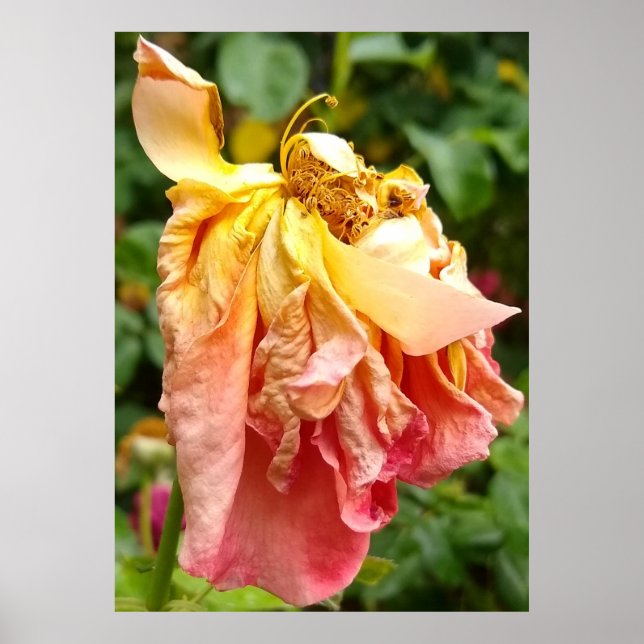 Ball Gown Dead Rose, gelb orange Poster (Vorne)