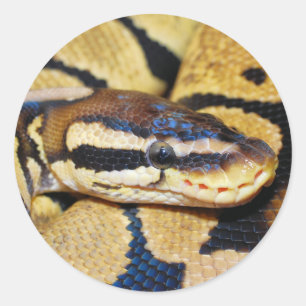 Ball Python Coiled, Nahkampf Runder Aufkleber