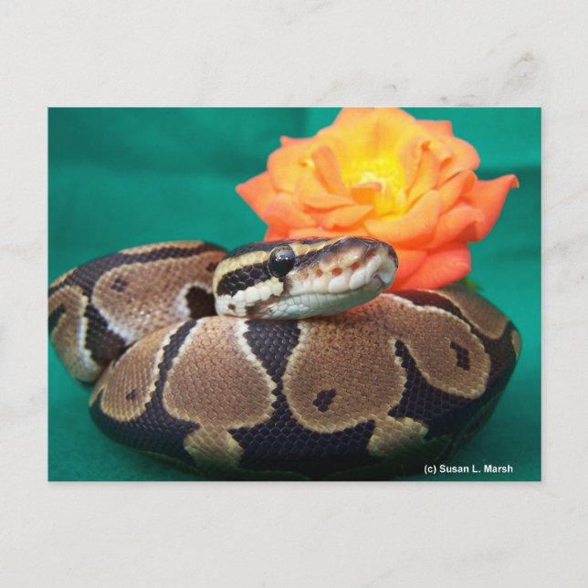Ball Python, grüner Hintergrund, orange Rose Postkarte (Vorderseite)