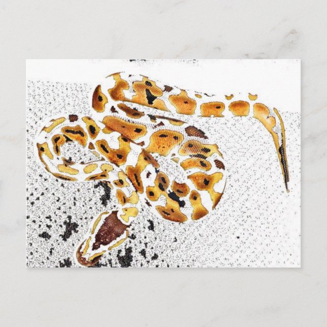 Ball Python Postkarte (Vorderseite)