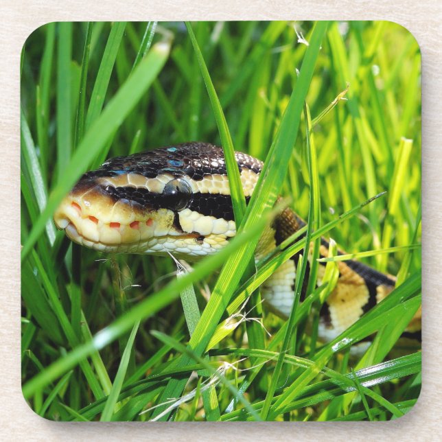 Ball Python Schlange im Gras Getränkeuntersetzer (Vorderseite)