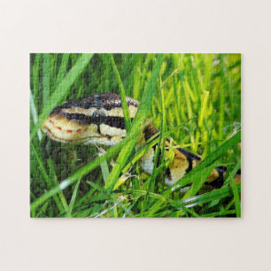 Ball Python Schlange im Gras Puzzle